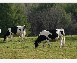 Healthy Pregnant Holstein Heifer