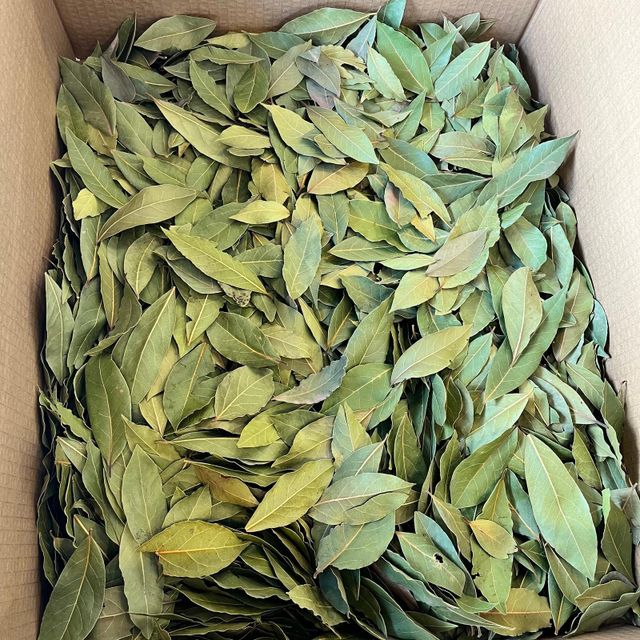 Bay Leaves Image 5