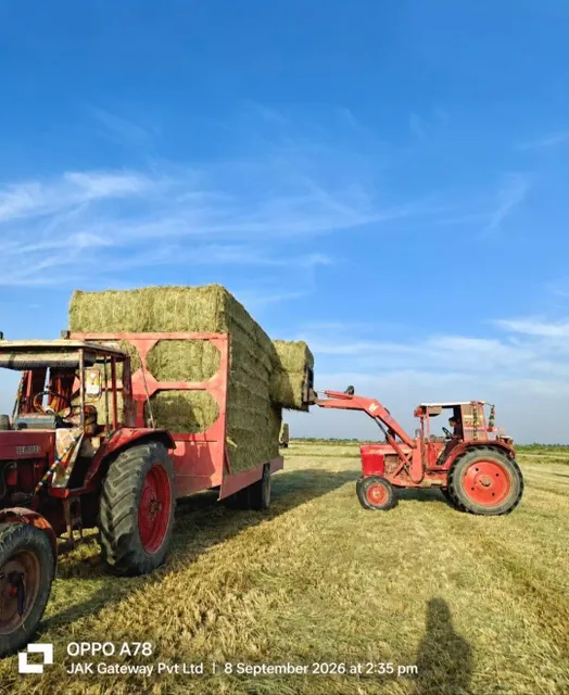 Baled Rhodes Grass Hay