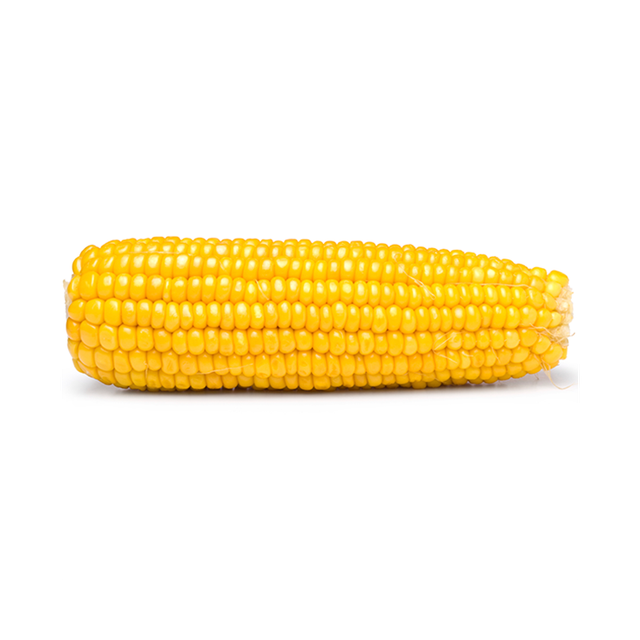 Bulk yellow corn in storage bin