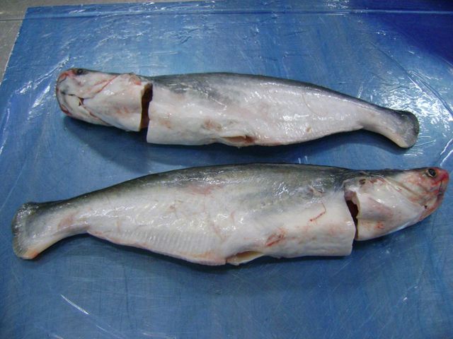 Pangasius Image 3