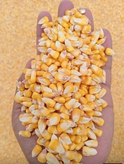 NON GMO Yellow Maize / Corn