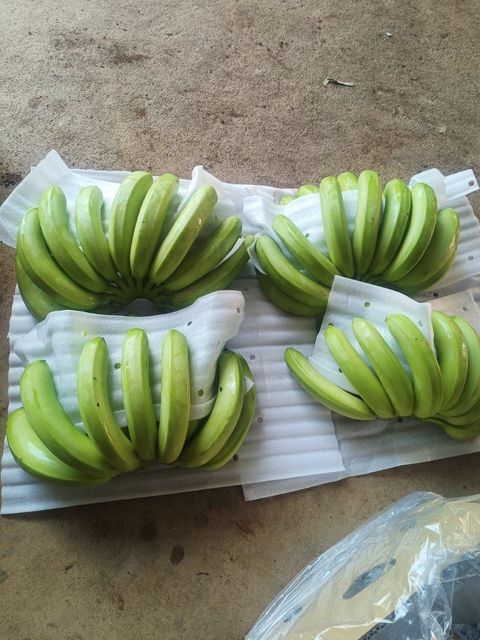 Close up of fresh bananas from Vietnam lowlands