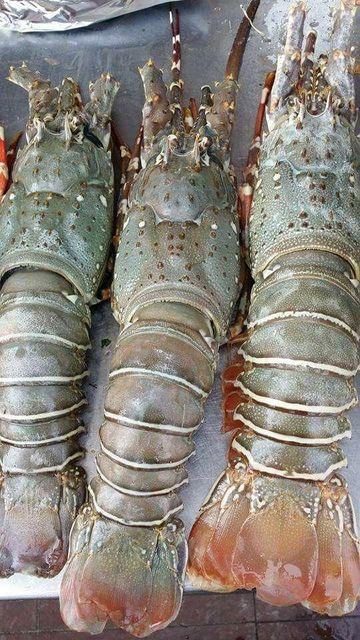 Frozen Whole Lobster