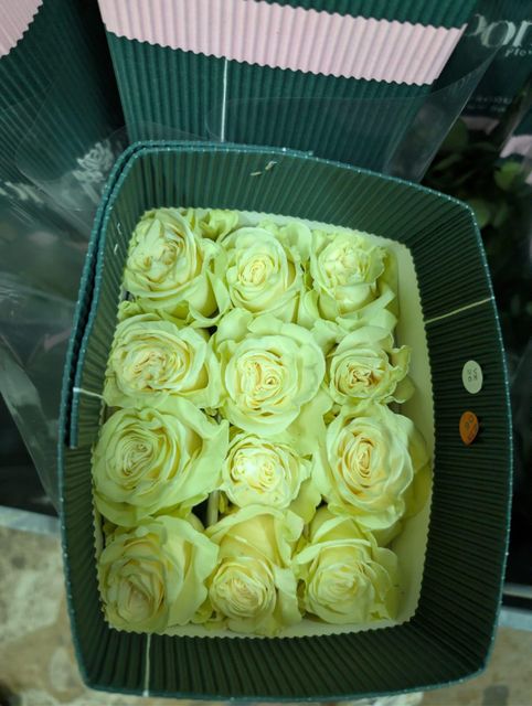 Deep red rose with elegant stem