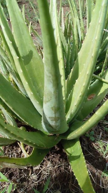 Fresh Aloe Vera Leaves