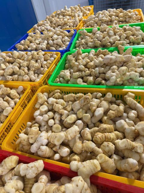 Fresh Galangal 2