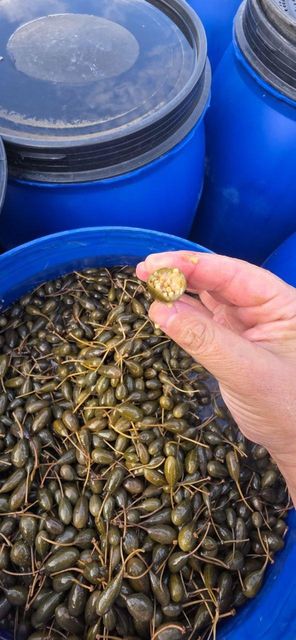 Capers in a ceramic container