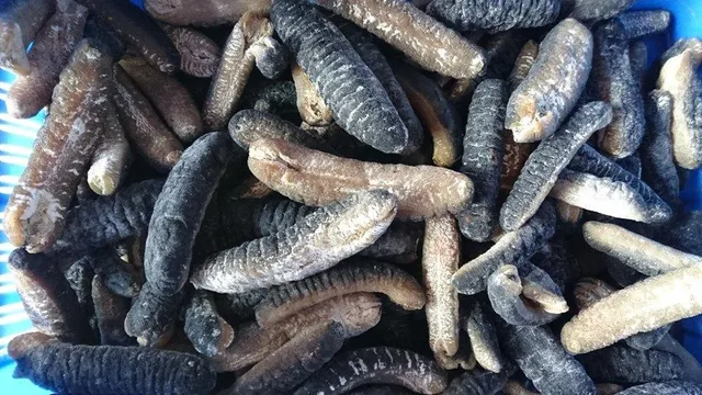 Dried Sea Cucumber Product Image 4