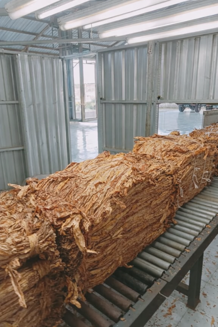 Virginia Tobacco Leaf Image 3