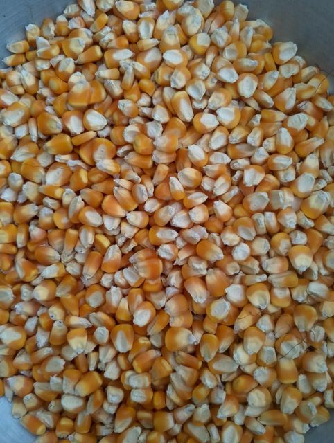 Maize Corn