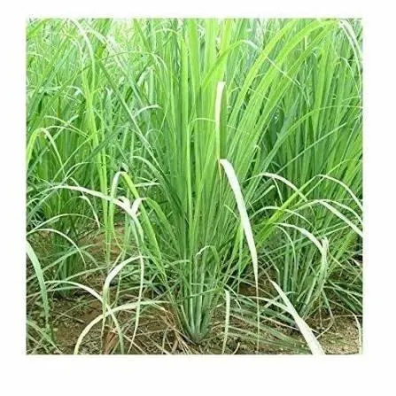 Close-up of Lemon Grass Leaves and Stalks