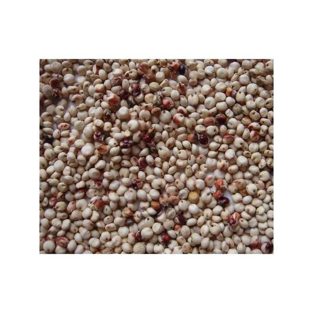 Processed Sorghum Grain