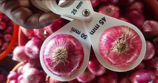 Fresh Red Onion 45mm+