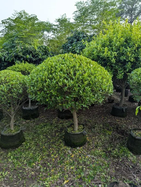 Semi Ficus football shaped plant in a round pot