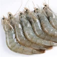 Oysters