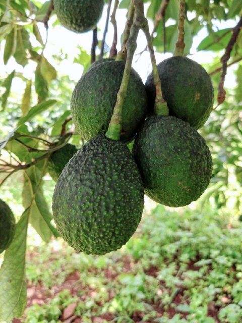 Frozen Avocado