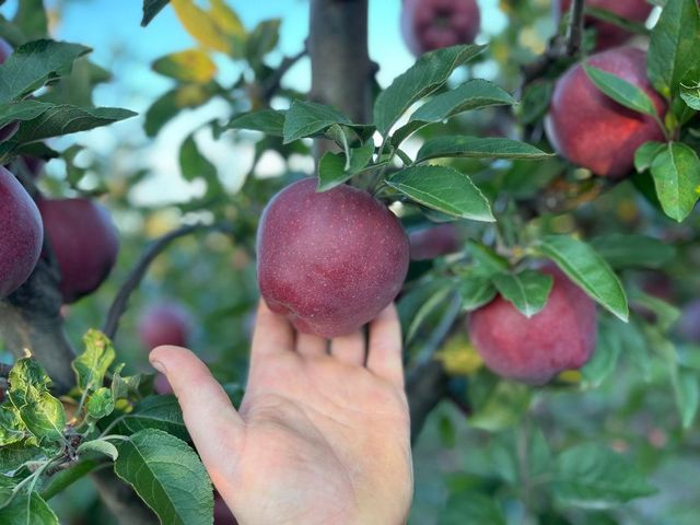 Fresh Apple Red Chief