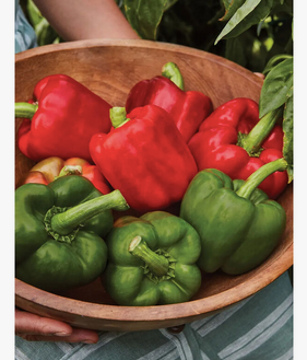 Premium Red Chili