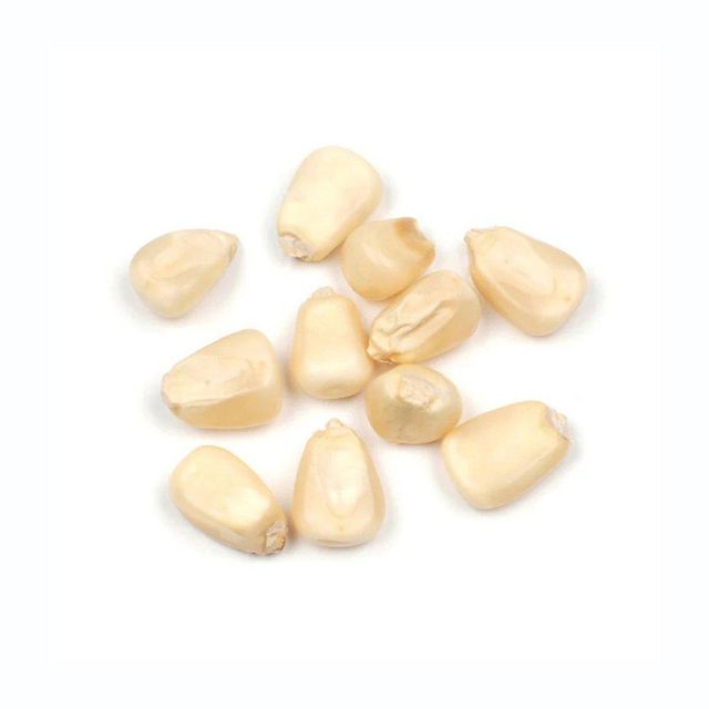 Fresh White Corn