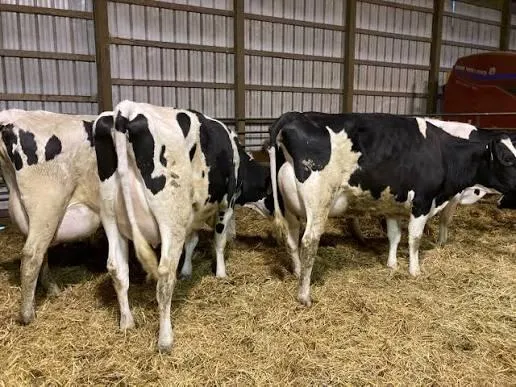 Healthy Holstein dairy cow close-up