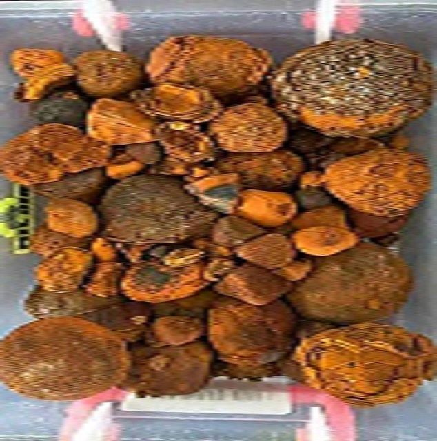 Cow Gallstone Sample