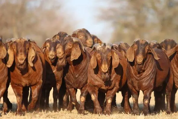Healthy Boer goat