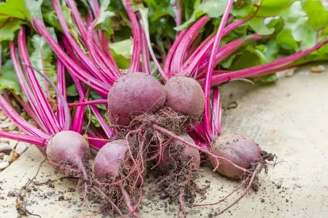 Fresh beetroots with leafy tops laid out on a surface
