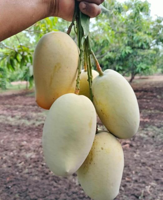 Mango Product