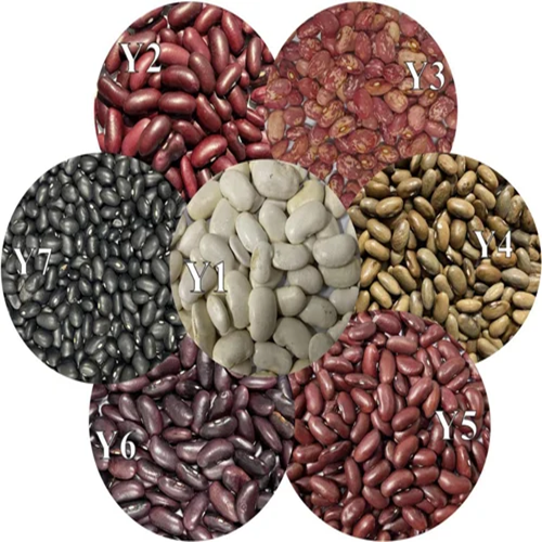 Black Kidney Beans 2
