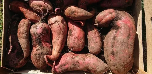 Fresh Potatoes Product Image 2