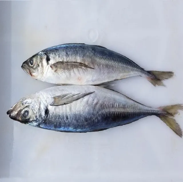 Frozen Mackerel Fish product - image 2