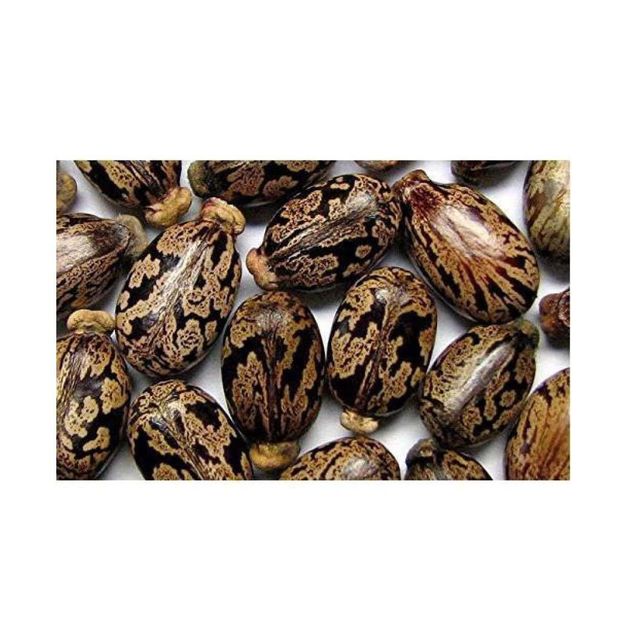 Castor Seed - Fresh Harvest