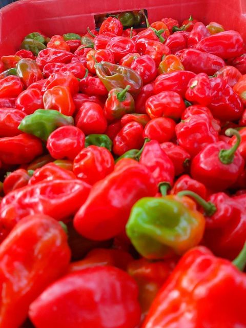 Yellow Habanero Pepper