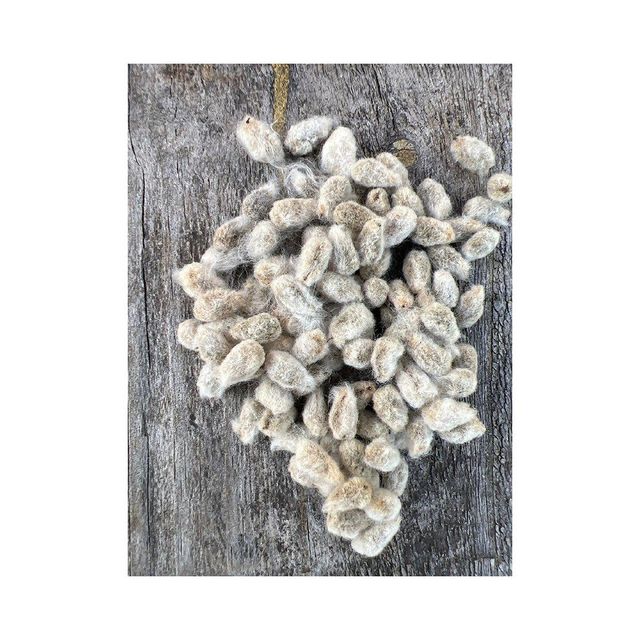 Premium Cotton Seeds 3