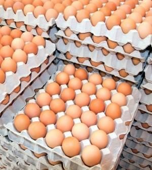Fresh Chicken Egg