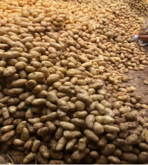 Fresh Yellow Potato