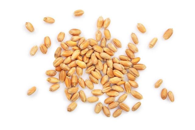 Hard Red Spring Wheat Whole Grain