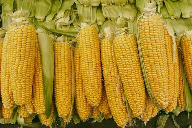 Yellow Corn Image 2