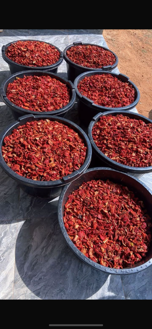 Organic Dehydrated Tomato