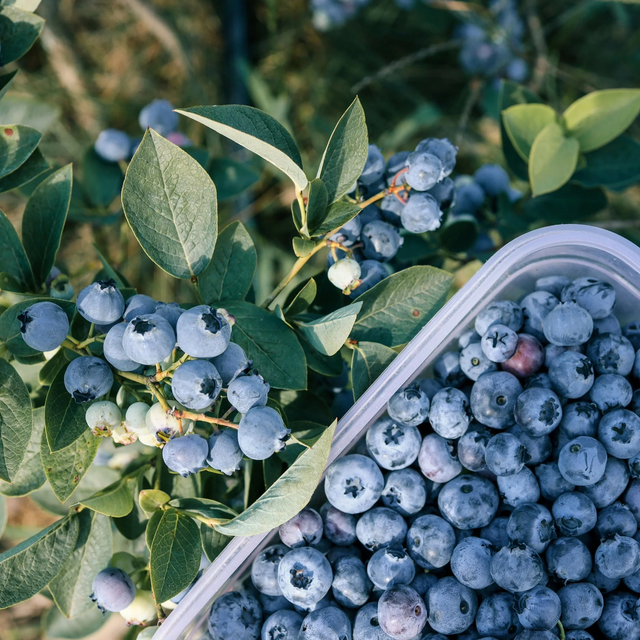 Fresh Blueberries - Image 1
