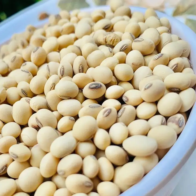 Fresh Harvest Soybeans – Ready for Global Delivery