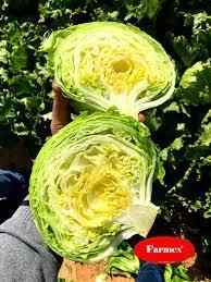 Head Lettuce