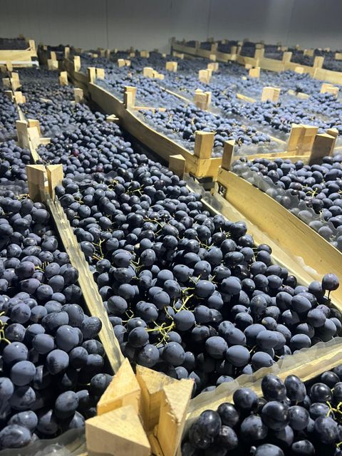 Fresh Black Seeded Grapes Moldova Variety
