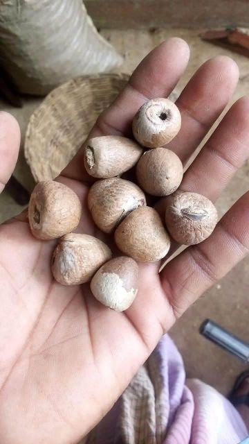 Areca Nut Product Image 1