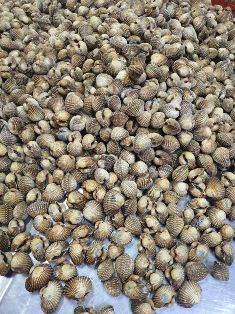 High Quality Blood Clam