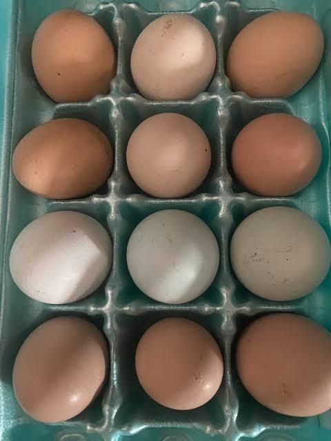 White chicken eggs in trays