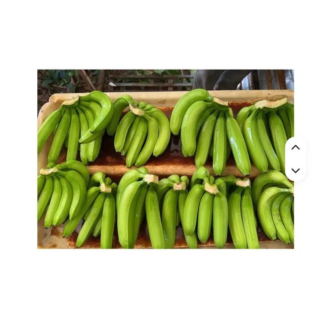 Top Quality Fresh Cavendish Banana