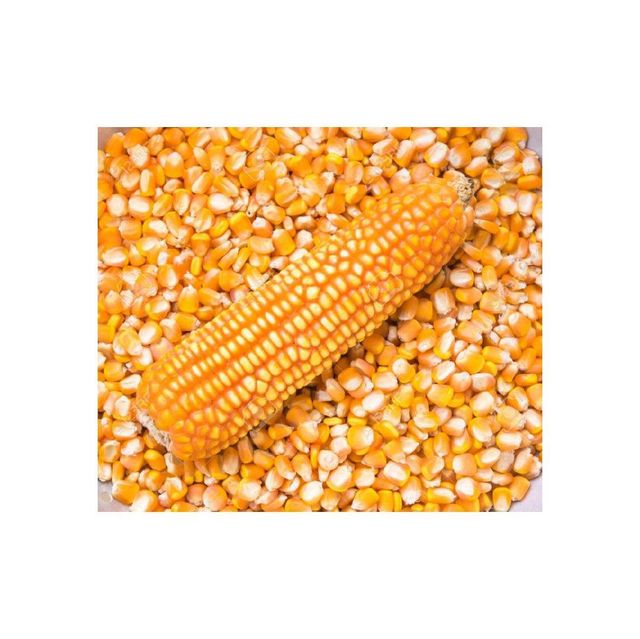Fresh yellow corn kernels in natural setting