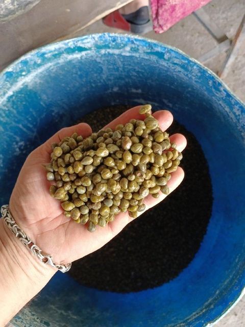 Capers in a glass bottle
